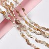 Drawbench Style Natural Freshwater Shell Beads Strands X-SHEL-F003-05-2