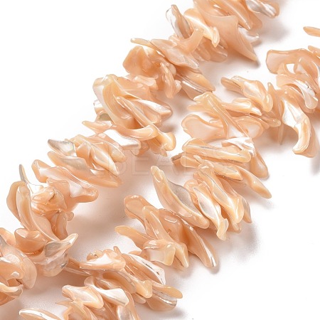 Natural Trochid Shell Beads Strands SSHEL-G023-05C-1