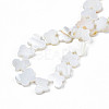 Freshwater Shell Beads Strands SHEL-T009-A18-4