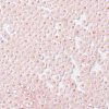 8/0 Glass Seed Beads SEED-Z001-C-E04-3