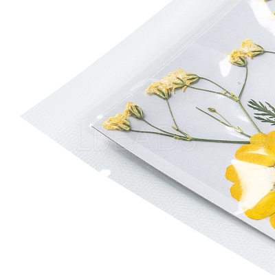 Pressed Dried Flowers DIY-F076-01B-1
