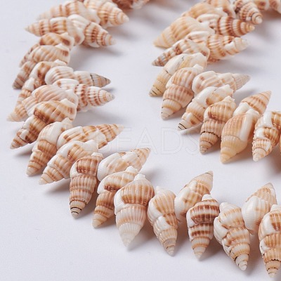 Natural Spiral Shell Beads Strands BSHE-I016-08-1