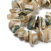 Natural Seashell Shell Beads Strands SSHEL-H072-07-3