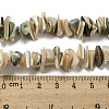Natural Seashell Shell Beads Strands SSHEL-H072-07-4