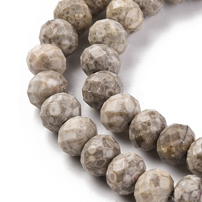 Natural Conch Fossil Beads Strands G-K380-A41-01-1