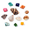 Natural Freshwater Shell & Sea Shell Beads SHEL-S278-038-5