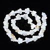 Freshwater Shell Beads Strands SHEL-T009-A18-3