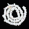 Natural Freshwater Shell Beads Strands SHEL-N003-23-A01-2