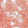 Transparent Inside Colours Glass Seed Beads X1-SEED-H003-04G-3