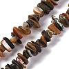Natural Paua Shell Beads Strands BSHE-B007-05-1