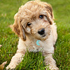 48Pcs 2 Style 4 Colors Transparent Blank Acrylic Pet Dog ID Tag PALLOY-AB00044-6
