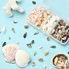 5 Styles Mixed Natural Shell Beads SSHEL-YW0001-04-5