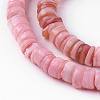 Natural Shell Beads Strands X-SSHEL-E571-49A-4