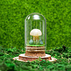 Glass Dome Cover with Natural Yellow Aventurine Mushroom Inside BOHO-PW0001-085H-1