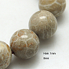 Natural Fossil Coral Beads Strands X-G-G212-8mm-31-2