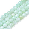 Natural Freshwater Shell Beads Strands BSHE-T009A-01D-1