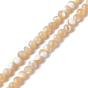 Natural Trochid Shell/Trochus Shell Beads Strands SSHEL-S266-023B-07-1