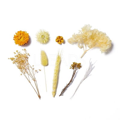 Dried Flowers DIY-D052-20-1