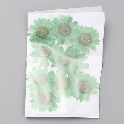 Pressed Dried Flowers DIY-WH0308-412H-1-1