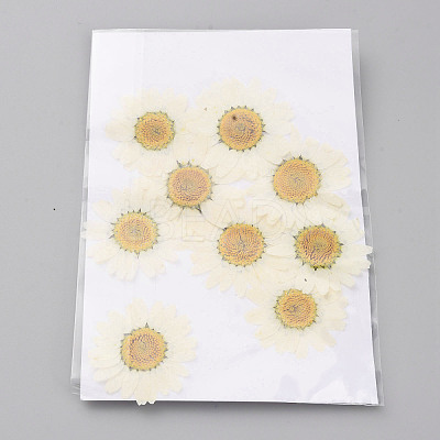 Pressed Dried Flowers DIY-WH0308-412D-1-1