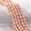 Natural Cultured Freshwater Pearl Beads Strands X-A23WN011-1