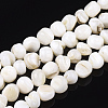Freshwater Shell Beads Strands SHEL-T011-02A-1