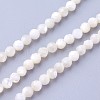 Shell Beads Strands G-F619-27-3mm-1