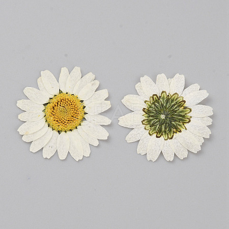 Pressed Dried Flowers DIY-WH0308-412D-1-1