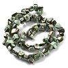 Dyed Natural Trochus Shell Beads Strands BSHE-Z006-01A-2