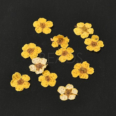 Narcissus Embossing Dried Flowers DIY-K032-60M-1
