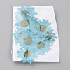 Pressed Dried Flowers DIY-WH0308-412B-1-2