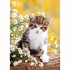 DIY Rectangle Cat Theme Diamond Painting Kits DIAM-PW0004-010F-1