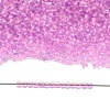 TOHO 11/0 Round Beads SEED-TR11-2724-2