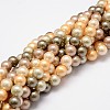 Shell Pearl Bead Strands BSHE-L017-12-1