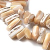 Dyed Natural Trochus Shell Beads Strands X-SSHEL-C013-09K-3