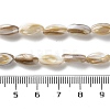 Natural Freshwater Shell Beads Strands SSHEL-B002-13-4