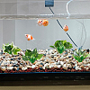 4Pcs 4 Styles Plastic Sea Grass Display Decorations DJEW-GF0001-85-5