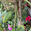 Copper Plant Growth Support DIY-NB00006-6