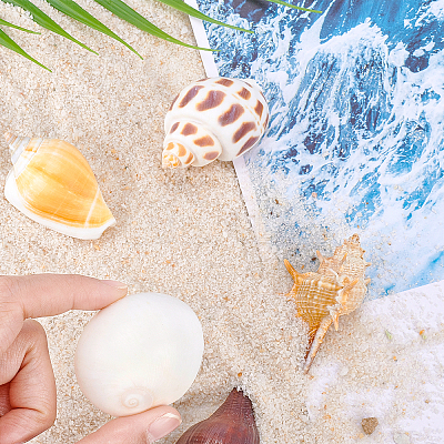 Natural Shell Home Display Decoration Sets SSHEL-T016-13-1