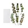 6Pcs PET Self Adhesive Plant Decorative Stickers AJEW-Q146-01F-1