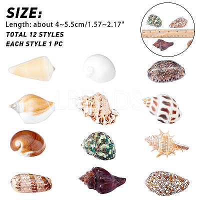 Natural Shell Home Display Decoration Sets SSHEL-T016-13-1