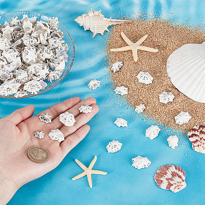 400G Natural Shell Beads SHEL-GA0002-31-1