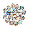 20Pcs Abalone Shell/Paua Shell Beads SSHEL-FI0001-03-1