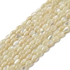 Natural Trochus Shell Beads Strands SSHEL-H072-02B-1