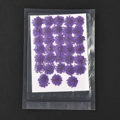 Pressed Dried Flowers DIY-K032-58F-1