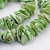 Natural Shell Bead Strands BSHE-P010-05-3