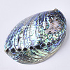 Natural Abalone Shell/Paua Shell Display Decoration SSHEL-N0334-01-3