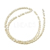 Natural Trochus Shell Beads Strands SSHEL-H072-02B-2