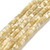 Natural Trochus Shell Beads Strands SHEL-K006-26-1