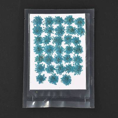 Pressed Dried Flowers DIY-K032-58E-1